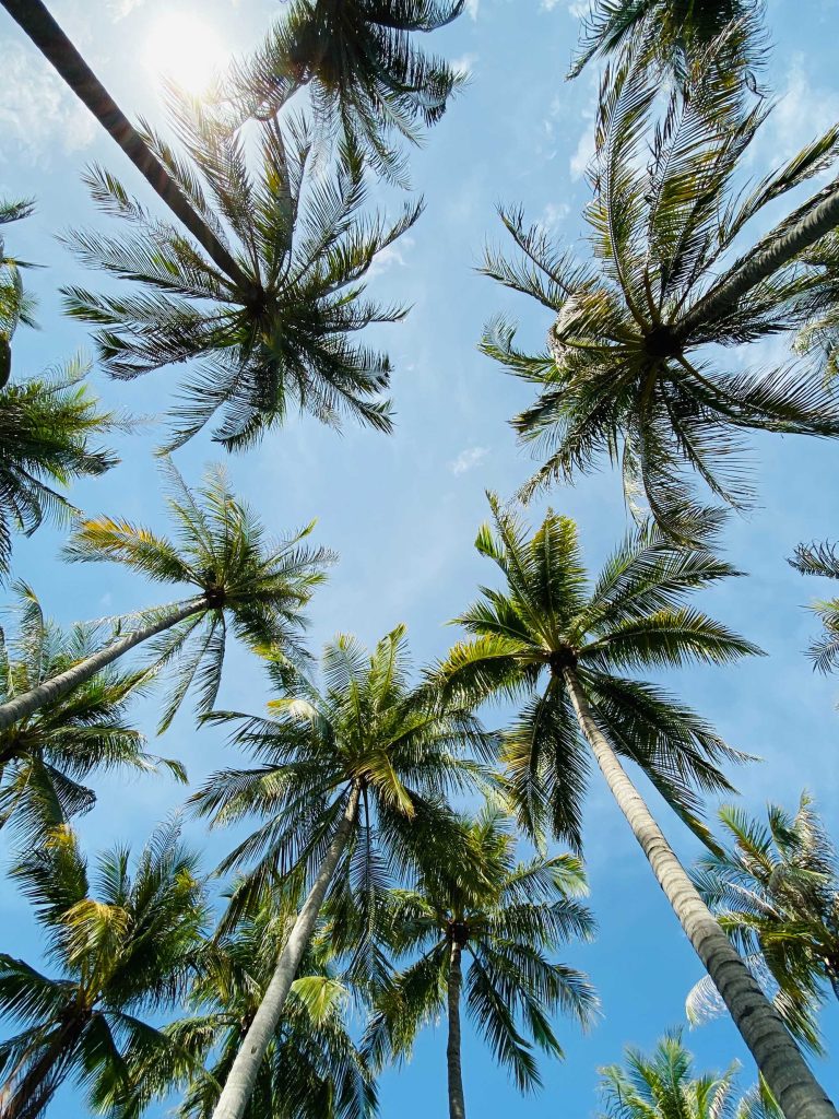 Palm Trees in Darwin, Northern Territory